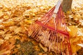 Raking leaves detail of metal rake leaning up against the trunk of a maple tree with piles of bright yellow leaves on the ground