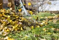 Raking leaves with fan rake from the lawn Royalty Free Stock Photo