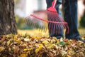 Raking leaves from lawn in garden Royalty Free Stock Photo