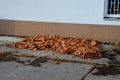 Raking leaves on piles. the leaves are taken to a composting plant or to a community composter. cleaning the yard behind the house Royalty Free Stock Photo