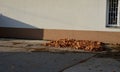 Raking leaves on piles. the leaves are taken to a composting plant or to a community composter. cleaning the yard behind the house Royalty Free Stock Photo