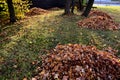 Raking leaves on piles. the leaves are taken to a composting plant or to a community composter. cleaning the yard behind the house Royalty Free Stock Photo