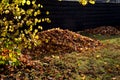 Raking leaves on piles. the leaves are taken to a composting plant or to a community composter. cleaning the yard behind the house Royalty Free Stock Photo