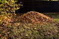 Raking leaves on piles. the leaves are taken to a composting plant or to a community composter. cleaning the yard behind the house Royalty Free Stock Photo