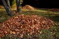 Raking leaves on piles. the leaves are taken to a composting plant or to a community composter. cleaning the yard behind the house Royalty Free Stock Photo