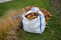 Raking leaves on piles. the leaves are taken to a composting plant or to a community composter. cleaning the yard behind the house Royalty Free Stock Photo