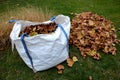 Raking leaves on piles. the leaves are taken to a composting plant or to a community composter. cleaning the yard behind the house Royalty Free Stock Photo