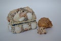 Rakushka, sea shells, casket, marine, arrangement