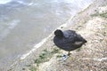 Rallidae - Fulica atra, common coot, standing by the river Royalty Free Stock Photo