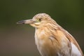 Ralreiger, Squacco Heron, Ardeola ralloides