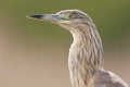 Ralreiger, Squacco Heron, Ardeola ralloides