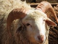 Ram of ancient breed of long-tailed sheep portrait sideview