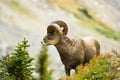 Ram big horn sheep Royalty Free Stock Photo