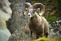 Ram big horn sheep Royalty Free Stock Photo