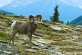 Ram big horn sheep Royalty Free Stock Photo