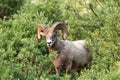 Ram bighorn sheep along the Grinnell Glacier Trail in Glacier National Park Montana Royalty Free Stock Photo