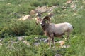 Ram bighorn sheep along the Grinnell Glacier Trail in Glacier National Park Montana Royalty Free Stock Photo