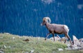 Ram bighorn sheep on a mountain edge Royalty Free Stock Photo