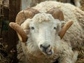 Ram Chewing the Cud Royalty Free Stock Photo