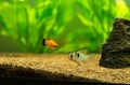 Ram cichlid and platy fish tropical fishes on a fish tank Royalty Free Stock Photo