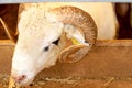 A ram eating from the feedbox