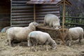 Ram eating hay on the farm Royalty Free Stock Photo