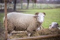 Ram eating hay on the farm Royalty Free Stock Photo