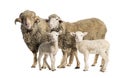 Ram and Ewe Sopravissana sheep with her lambs, isolated on white Royalty Free Stock Photo