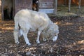 Ram in the farm, Italy