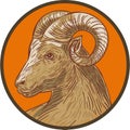 Ram Goat Head Circle Drawing Royalty Free Stock Photo