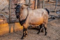 Ram goat with impressive horns standing against a textured grungy shed and fence with golden afternoon sun shining on him