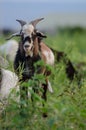 Ram Goat Royalty Free Stock Photo