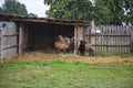Ram and goats in the yard Royalty Free Stock Photo