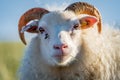 Ram with grass in the mouth looking at the camera, focus on snout