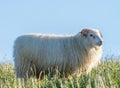 Ram with grass in the mouth profile view under clear sky