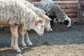 Ram and a group of sheep grazing behind the fence in the corral Farm. Royalty Free Stock Photo