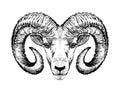 Ram head, aries zodiac sign symbol, hand drawn vector illustration, vector engraving isolated on white. Icon for farm