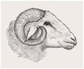 Ram head, graphic hand drawn illustration