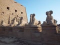 Ram-headed sphinx statues at Karnak. Karnak Temple, Egypt