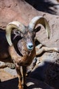 A ram with horns is standing in front of a rock Royalty Free Stock Photo