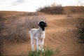 Ram kid, Kalmykia region, Russia. Royalty Free Stock Photo