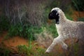 Ram kid, Kalmykia region, Russia. Royalty Free Stock Photo