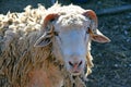 Ram looking. Head of ram closeup. Farm animal