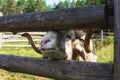 A ram looks over the fence of the pen. A ram is fed through a fence, a horned ram Royalty Free Stock Photo