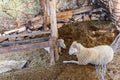 Ram lying on a floor in barn Royalty Free Stock Photo