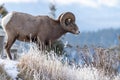 Ram male bighorn sheep standing on the edge of a cliff with frosty winter grasses