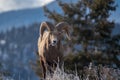 Ram male bighorn sheep standing on the edge of a cliff with frosty winter grasses. eating grass