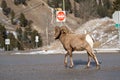 Ram male bighorn sheep trots and walks along a road in Radium Hot Springs, British Columbia Canada