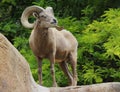 Ram Royalty Free Stock Photo