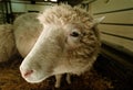 DOLLY THE CLONED SHEEP in the world Royalty Free Stock Photo